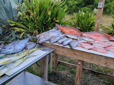 Awesome 10 Hour Bottom Fish Smorgasbord