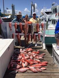 Grouper, King, BBs, and Whites galore...