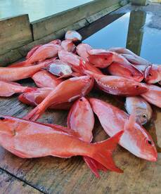 Nice Vermillion Snapper