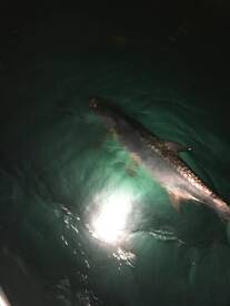 Islamorada Report Photo 1