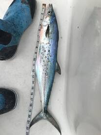 Islamorada Report Photo 1