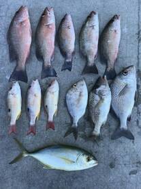 Islamorada Report Photo 1