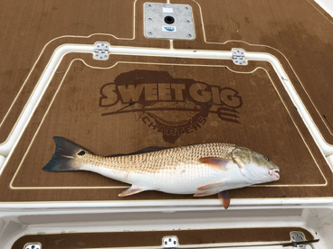 Redfish bite is hot!