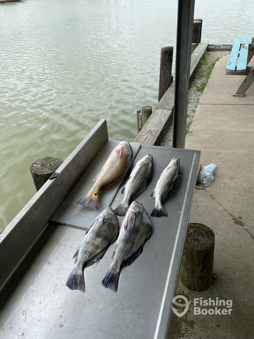 Galveston Report Photo 0