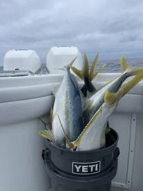 Great Yellowtail Fishing in May!