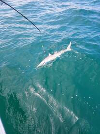 Murrells Inlet Report Photo 2