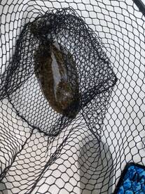 Emerald Isle Report Photo 2