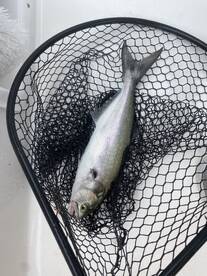 Emerald Isle Report Photo 1