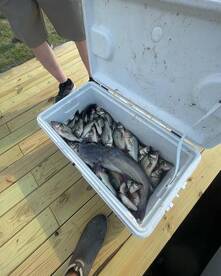 Corolla Report Photo 2