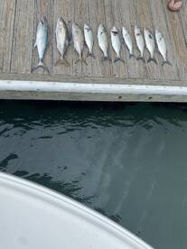 Flounder, bluefish, and Spanish!!