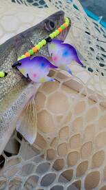 BlackH2oDog Charters Lake Erie Walleye