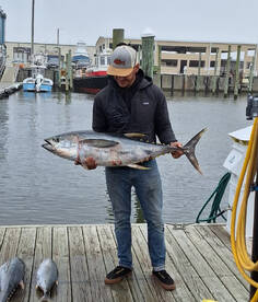 Tuna and Barracuda on the Alibi