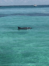 Destin Report Photo 1