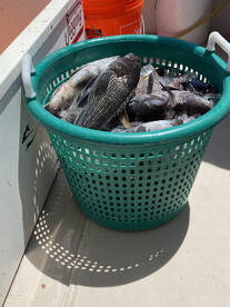 Seabass bite has been hot