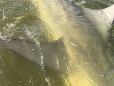 Venice Report Photo 1