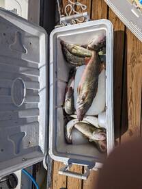 Walleye, Walleye, Walleye