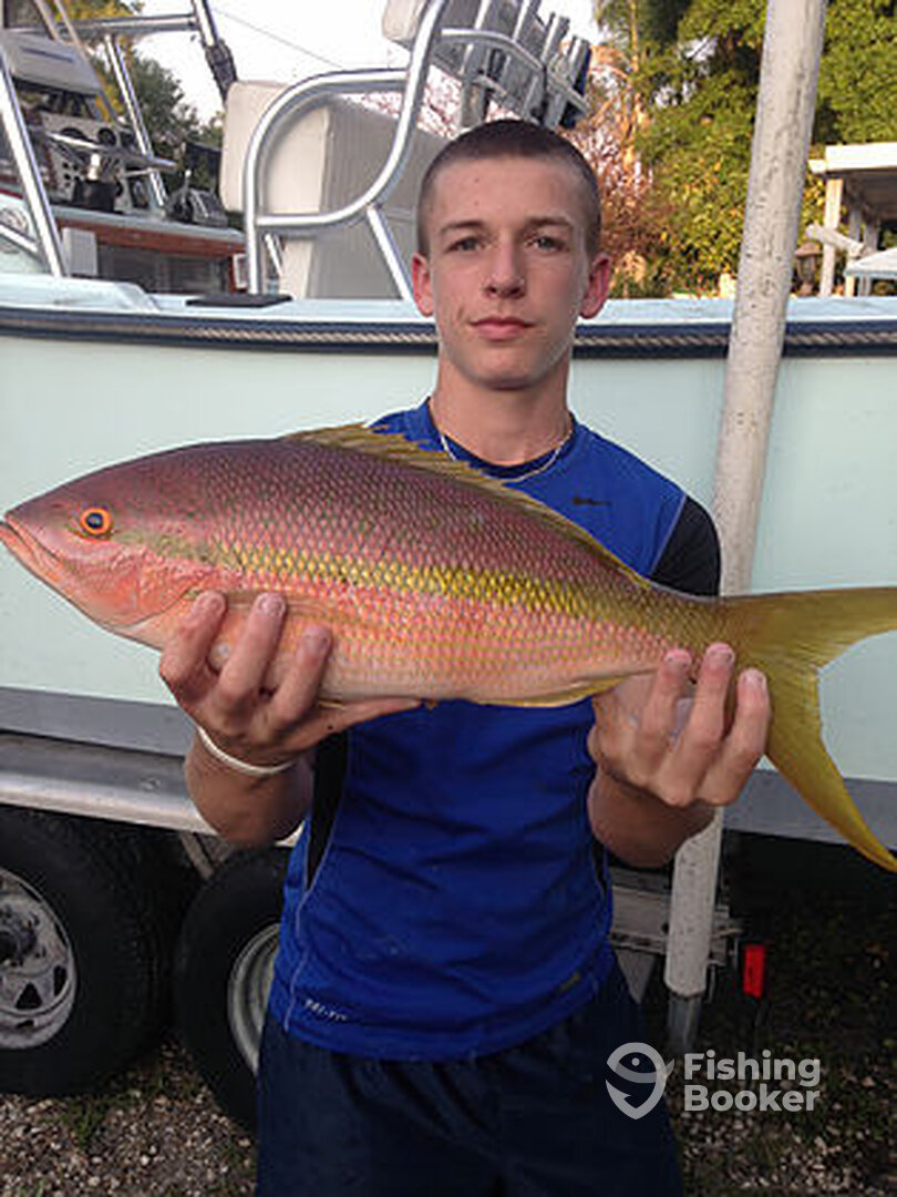 Yellowtail snapper