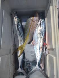 Yankeetown Report Photo 1