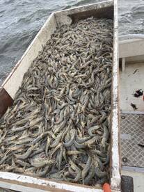 Shrimping starting next week!!!