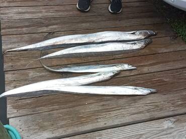 Rough seas still produces a good bite