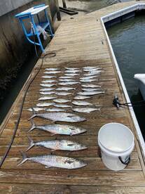 Summer Nearshore bite is turning on!