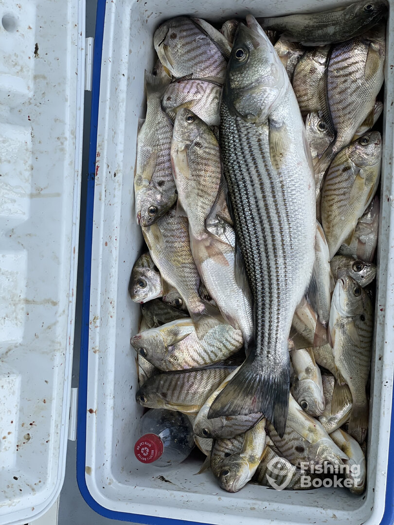 Solomons Report Photo 0