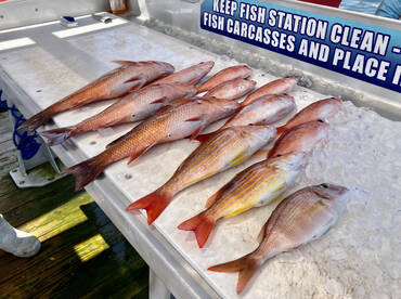 Shalimar Report Photo 2