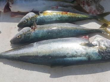 3/4 Catalina yellowtail bite.  