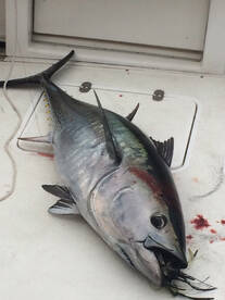 Montauk Report Photo 1