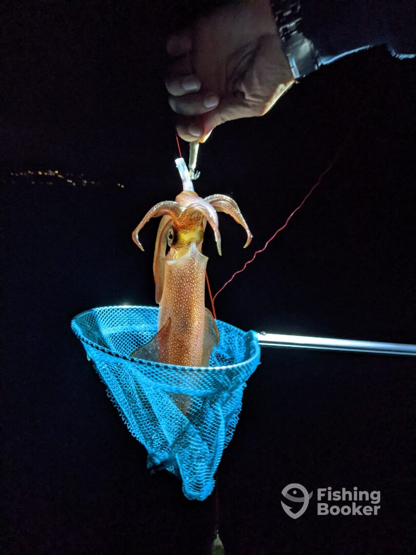 Pirovac Report Photo 0