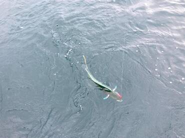 Quepos Report Photo 1