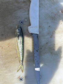 Hatteras Report Photo 2