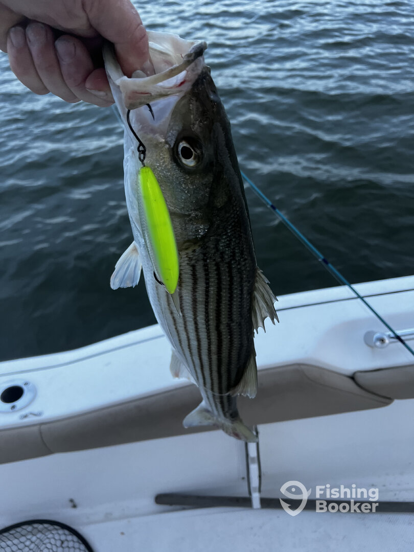 Madison Report Photo 0