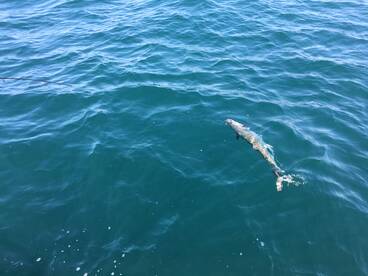 Freeport Report Photo 1