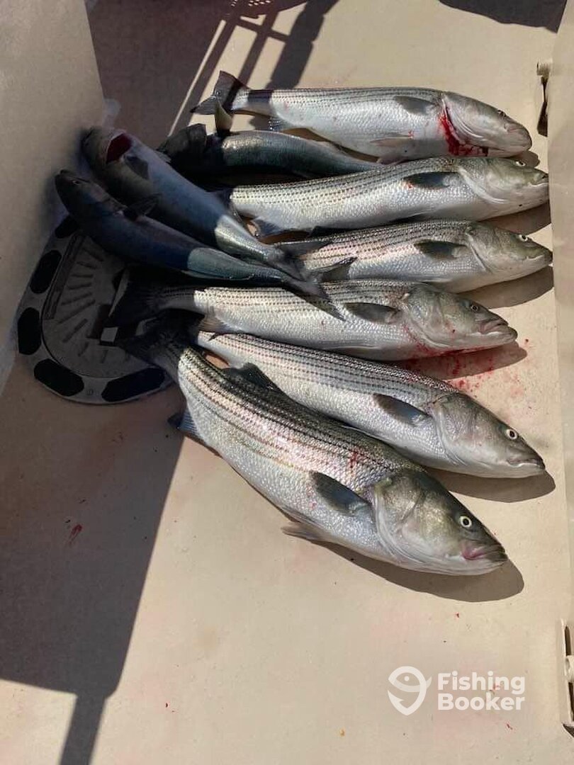 Montauk Report Photo 0