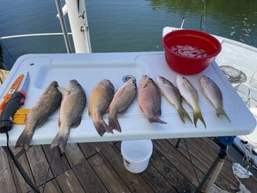 Mangrove snapper bite is Hot!!
