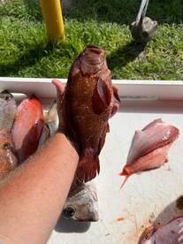 Jacksonville Report Photo 2