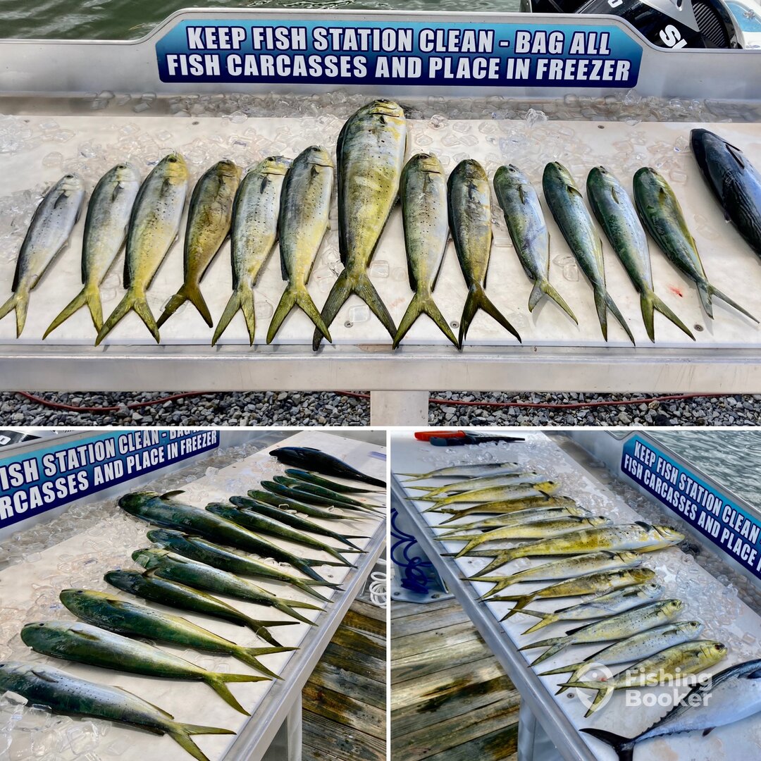 Shalimar Report Photo 0