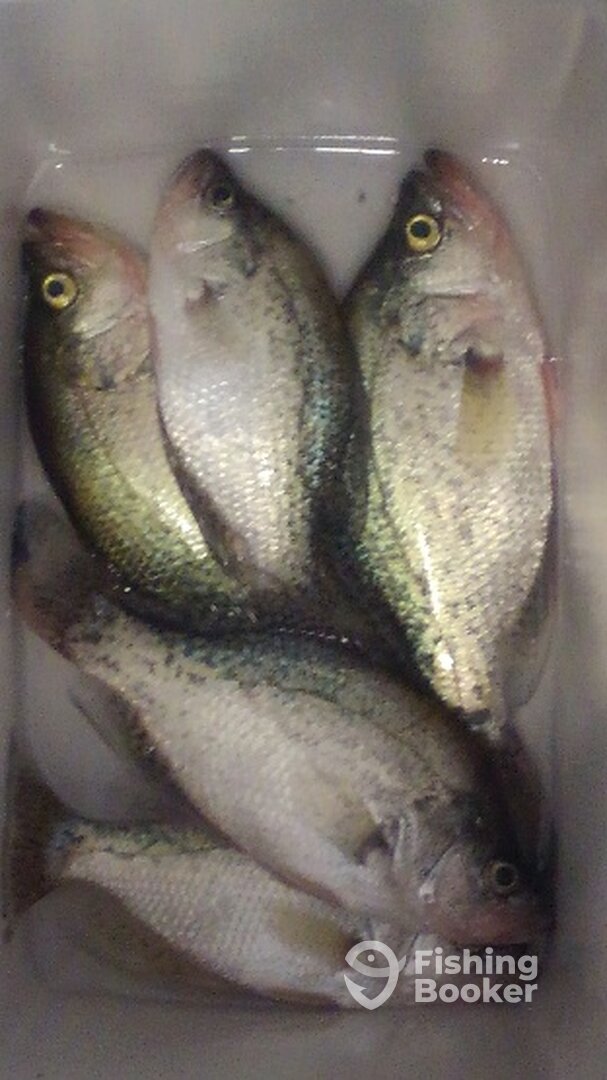 Randleman Report Photo 0