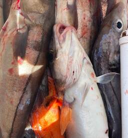 Gloucester Report Photo 1