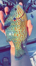 Delavan Report Photo 2