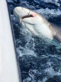 Pompano Beach Report Photo 2