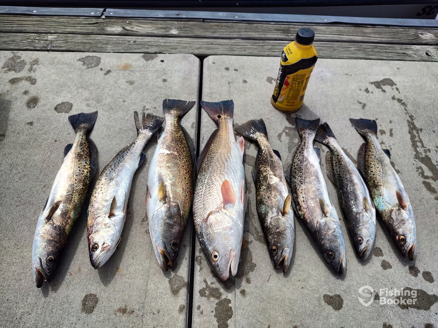 Savannah Report Photo 0