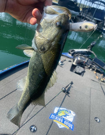 Lago Vista Report Photo 2