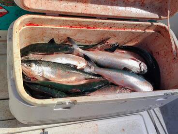 COHO FISHING HAMMER!