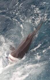 Dania Beach Report Photo 2