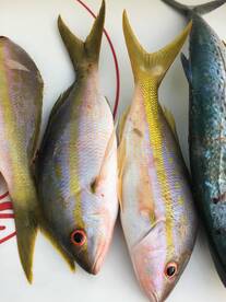 Islamorada Report Photo 1