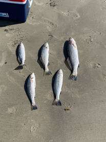 Galveston Report Photo 1