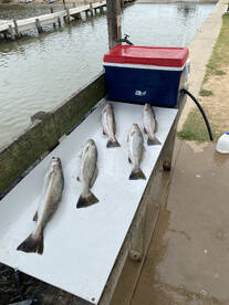 Galveston Report Photo 2