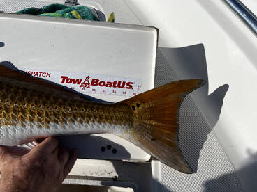 Madison Report Photo 2